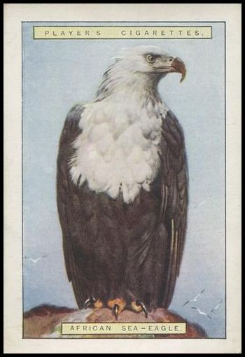 5 African Sea Eagle